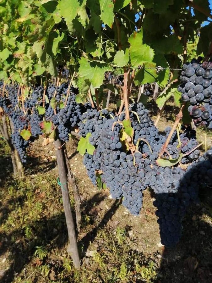 Agriturismo Torre Gialluise Gesualdo Kültér fotó
